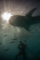 whale shark by Taco Cheung 